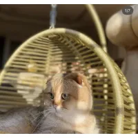 Gugalno ležišče za mačke in majhne pse z mehko blazino, sivo