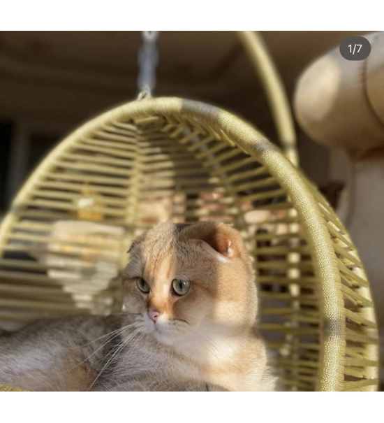 Gugalno ležišče za mačke in majhne pse z mehko blazino, sivo