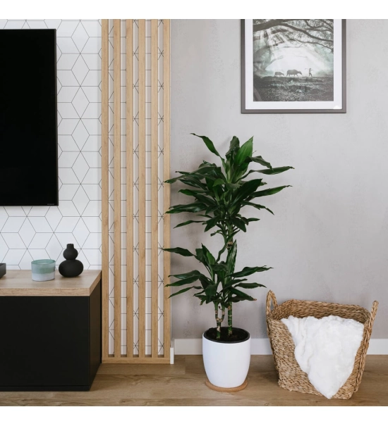 3D dekorativne lamele za stene in strop, lesena letev (hrast sonoma) 16x28mm